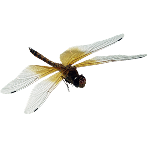 Dragonfly PNG-26258